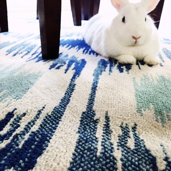 Los Angeles Rabbit Foundation - Only been 4 months since we adopted Skippy, but it's like he's always been a part of our family. Such a sweet boy. Thank you! - Animal Shelters Near Me - Los Angeles, California