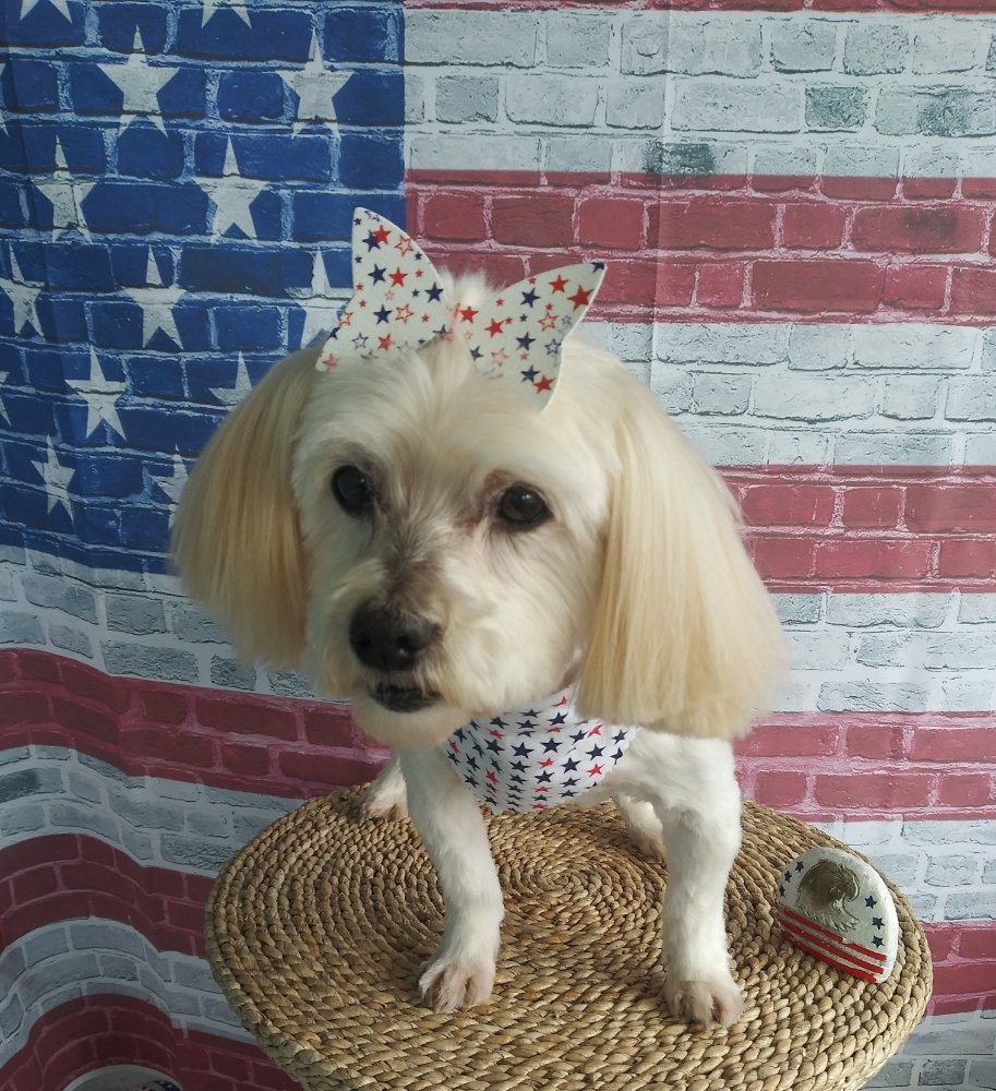 WINDER PET SPA AND GROOMING 28 Photos 15 Stafford St, Winder