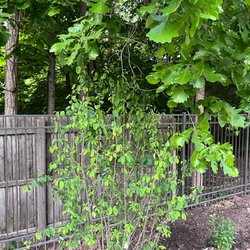 Greiner Landscaping - Planted this serviceberry directly under a tree that I had asked that they limb up. Had to do it myself