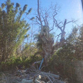RC Tree Trimming Service - Tree Services Near Me - Tampa, Florida RC Tree Trimming Service - Tree Services Near Me - Tampa, Florida