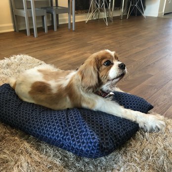 West Coast Pet Memorial Services - Our fur princess of the house - Pet Cremation Services Near Me - San Diego, California West Coast Pet Memorial Services - Our fur princess of the house - Pet Cremation Services Near Me - San Diego, California