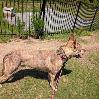 Free Will Animal Training - Henry - Pet Training Near Me - Charlotte, North Carolina Free Will Animal Training - Henry - Pet Training Near Me - Charlotte, North Carolina