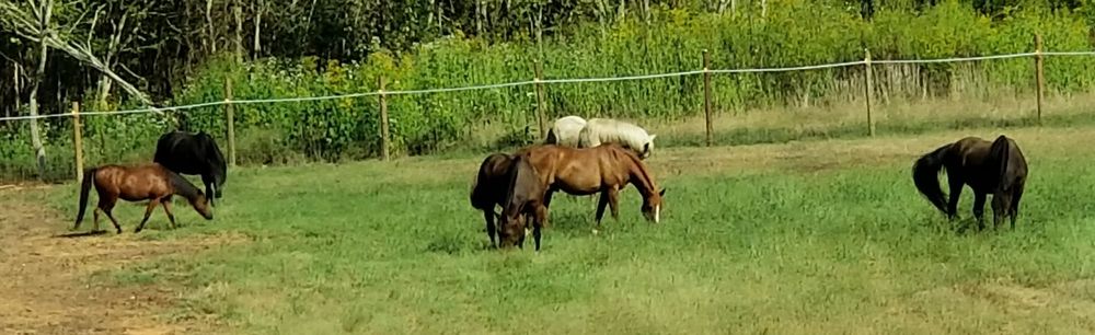 Raccoon Creek Farm & Stables Logo