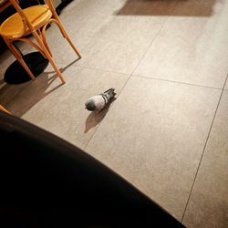 Cafe 365 - There was 2 pigeons