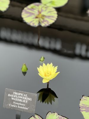 Longwood Gardens by null Longwood Gardens by null