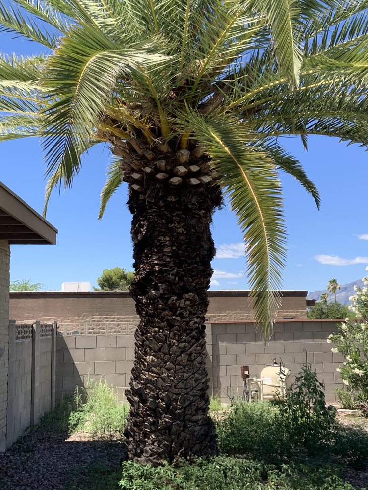 Morales Landscapers - tree service in Tucson, AZ