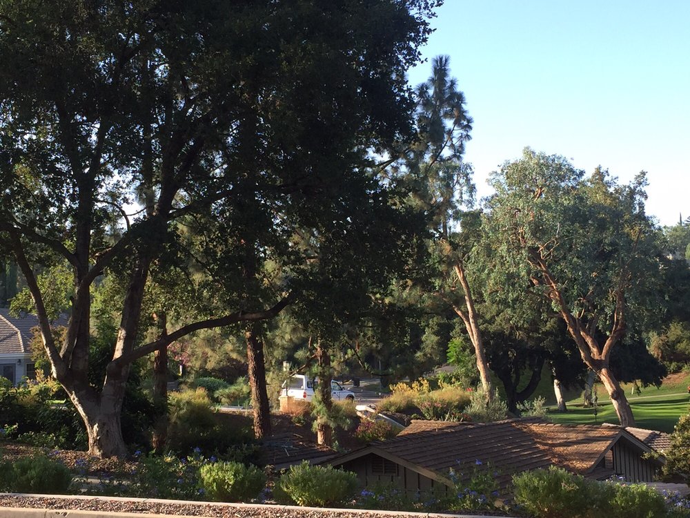 QUALITY TREE SERVICE Updated March 2024 11 Reviews 2279 N Euclid