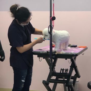 Lokahi Dog Grooming - Groomer Chika with Astrid for her monthly grooming - Pet Groomers Near Me - Honolulu, Hawaii Lokahi Dog Grooming - Groomer Chika with Astrid for her monthly grooming - Pet Groomers Near Me - Honolulu, Hawaii