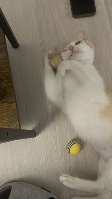 Best Friends Pet Adoption Center by null