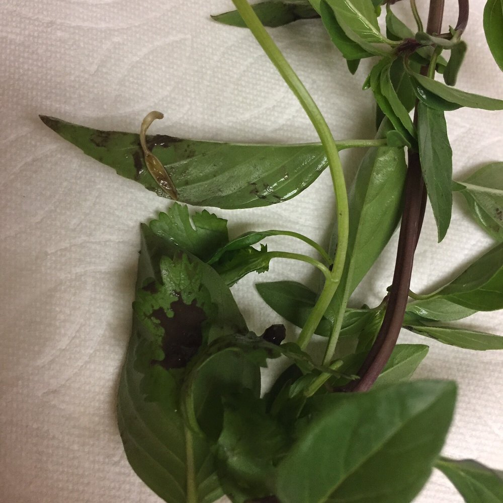 Com Tam Thanh - The green leaves are covered with a mud! We took some food to go and found it at home. - Vietnamese Near Me - Newark, California