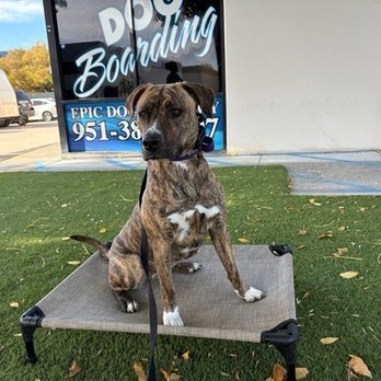 Epic Dog Academy - Pet Training Near Me - Temecula, California