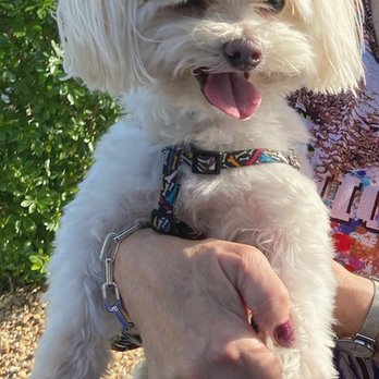 Petsense - gotta love him!! - Pet Adoption Near Me - The Villages, Florida