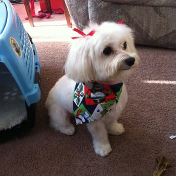 bark! bark! - So cute! - Pet Groomers Near Me - Signal Hill, California bark! bark! - So cute! - Pet Groomers Near Me - Signal Hill, California