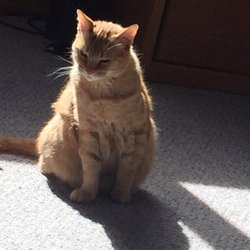 Tender Loving Critter Care - Finnagan loves the sun!