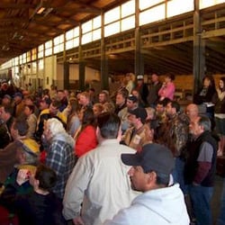 Main Auction