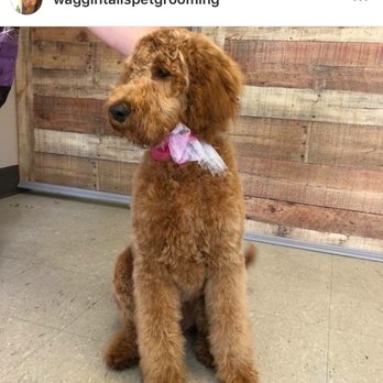 Waggin Tails Pet Grooming - Pet Sitting Near Me - Spruce Pine, North Carolina Waggin Tails Pet Grooming - Pet Sitting Near Me - Spruce Pine, North Carolina