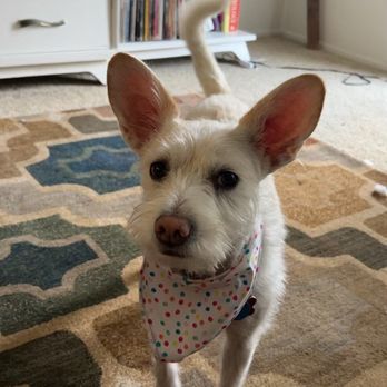 Organic Paws Pet Services - Pet Groomers Near Me - Buena Park, California Organic Paws Pet Services - Pet Groomers Near Me - Buena Park, California