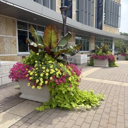 Madison Area Technical College - Cascading vines onto brick pavers.
