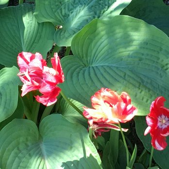 Toronto Botanical Garden - Pretty bicolored tulips with hostas as a backdrop. - Botanical Gardens Near Me - Toronto, Ontario Toronto Botanical Garden - Pretty bicolored tulips with hostas as a backdrop. - Botanical Gardens Near Me - Toronto, Ontario