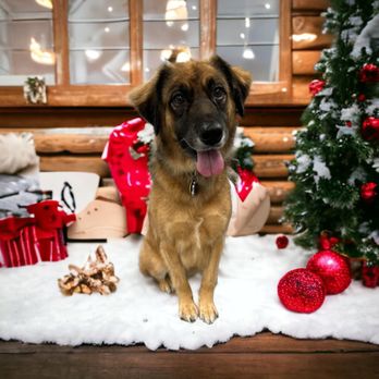 Poshy Paws - Pet Groomers Near Me Poshy Paws - Pet Groomers Near Me