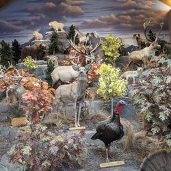 Cabela's - Mount display