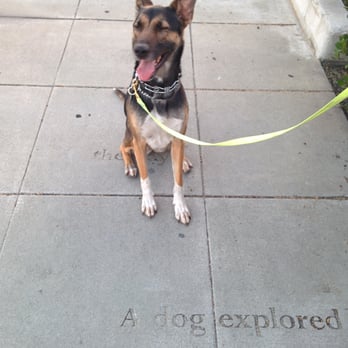 Coastal German Shepherd Rescue - Our new dog Heidi on a walk - Animal Shelters Near Me - Lake Forest, California Coastal German Shepherd Rescue - Our new dog Heidi on a walk - Animal Shelters Near Me - Lake Forest, California