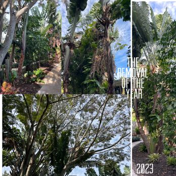 Tree Jaws - The Year of Taking the Side Yard Down~ - Tree Services Near Me - Fort Lauderdale, Florida Tree Jaws - The Year of Taking the Side Yard Down~ - Tree Services Near Me - Fort Lauderdale, Florida