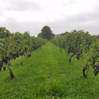 Greenvale Vineyards - Wineries Near Me - Portsmouth, Rhode Island