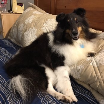 Foxy like Roxy - Pet Groomers Near Me