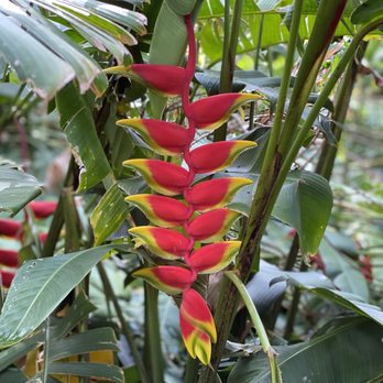 Foster Botanical Garden - @Foster Botanical Garden - Botanical Gardens Near Me - Honolulu, Hawaii