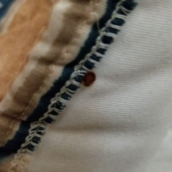 Mountain View Motel - BED BUGS on my bed - Hotels Near Me - Bishop, California