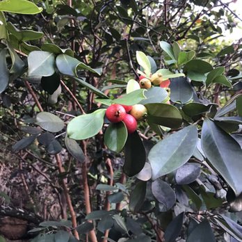 Waimano Loop Trail - Try the berries, they're tangy and delicious - Hiking Near Me - Pearl City, Hawaii
