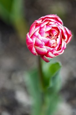 Skagit Valley Tulip Festival Headquarters by null