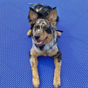 The Canine Mind - A real class act. Helix can finally be off-leash without putting his human slaves into panic mode. What a good boy. Thanks Alex! - Pet Training Near Me - Salt Lake City, Utah The Canine Mind - A real class act. Helix can finally be off-leash without putting his human slaves into panic mode. What a good boy. Thanks Alex! - Pet Training Near Me - Salt Lake City, Utah