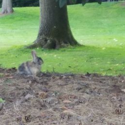 Bunny on the burm by the parking lot. Bunny on the burm by the parking lot.
