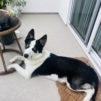 DogSpot - Pet Training Near Me - Oceanside, California DogSpot - Pet Training Near Me - Oceanside, California