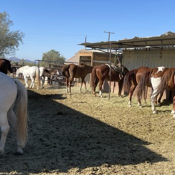 MacDonald's Ranch - Horseback Riding Near Me - Scottsdale, Arizona
