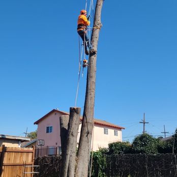 Juniors Tree Service Inc - So much light! Almost gone! - Tree Services Near Me Juniors Tree Service Inc - So much light! Almost gone! - Tree Services Near Me