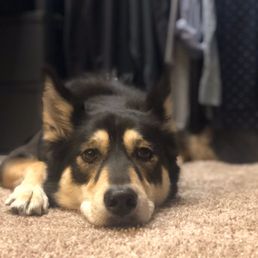 My pup relaxed after lots of playtime