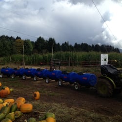 Walton Farms LLC - Train on the pumpkin patch