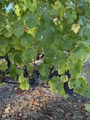 Bardessono Hotel and Spa by null Bardessono Hotel and Spa by null