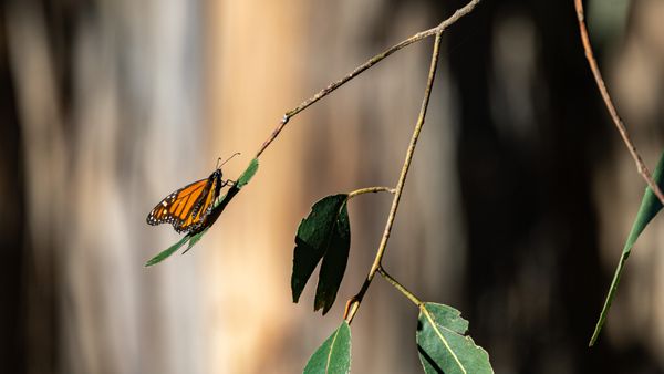 Monarch Butterfly Grove by null
