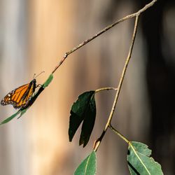Monarch Butterfly Grove - Monarch Butterfly Grove - Pismo Beach, CA
