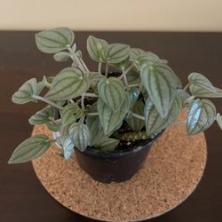 Cultivate Urban Rainforest & Gallery - Peperomia Napoli Nights. Half off!