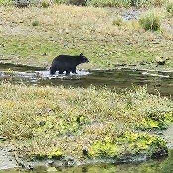 5 Star Tours - Bear's are out early this morning ! - Whale Watching Tours Near Me - Ketchikan, Alaska