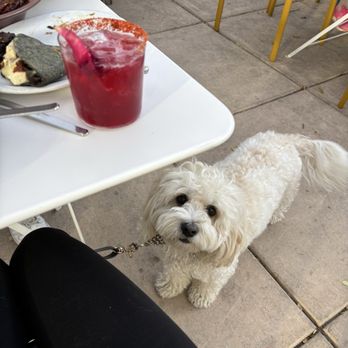Bombera - Dog friendly patio with a margarita :) - Mexican Near Me - Oakland, California