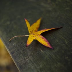 Greenbelt Conservancy - Fall is here