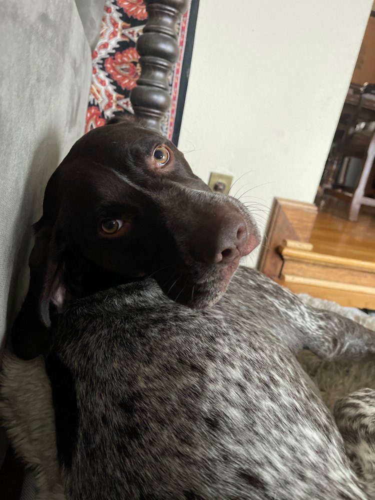 SAUVIE ISLAND KENNELS Updated September 2024 10 Photos & 14 Reviews