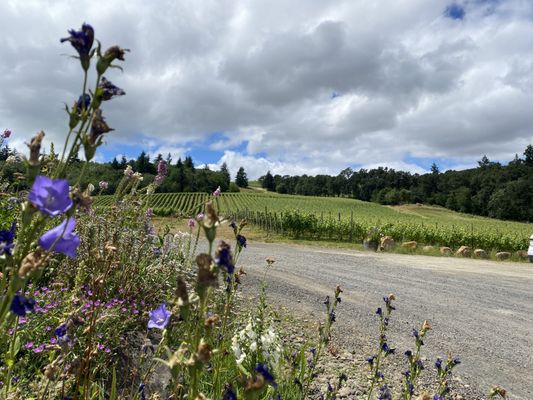 Cristom Vineyards by null