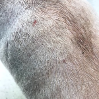 Anytime Mobile Grooming - 2 small visible areas the "groomer" clipped skin not hair - Pet Groomers Near Me Anytime Mobile Grooming - 2 small visible areas the "groomer" clipped skin not hair - Pet Groomers Near Me